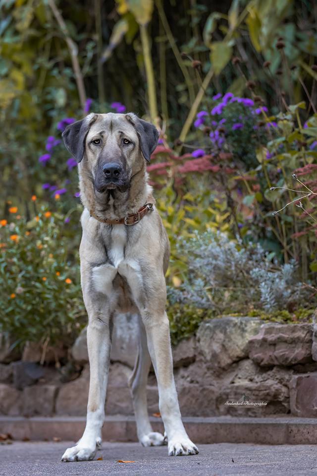 Hunde verstehen Herdenschutzhund Vermittlung